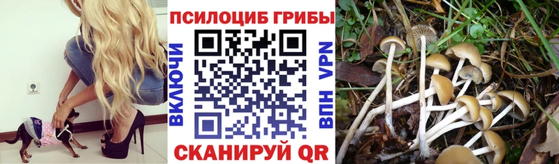 Купить  Татарск  Псилоцибиновые грибы Psilocybe 